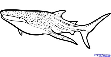 Shark coloring pages, Shark drawing, Whale shark