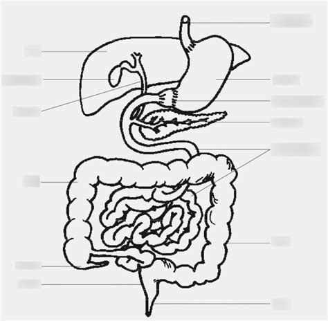 Digestive System Pig Diagram | Quizlet