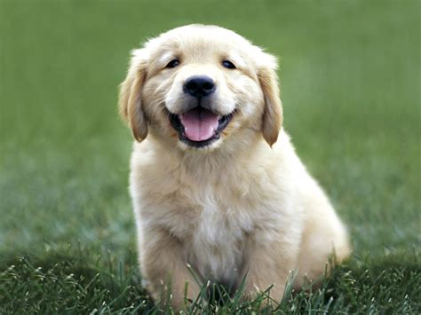 Cute Golden Retriever Puppies - Wallpaper, High Definition, High ...