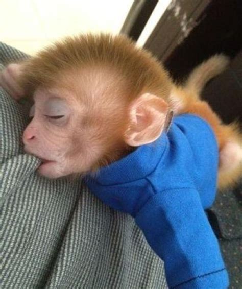 What to do while in Ukraine: Exotic Monkeys Seized at Kiev Borispol Airport