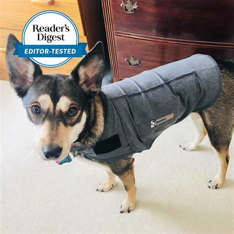 ThunderShirt for Dogs Review from a Pet Expert | Calm Your Pet Easily ...