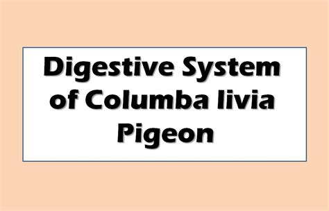 Digestive System of Columba livia | Pigeon | Diagram | Note