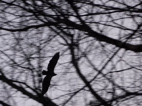 RAEvN's Nest: Golden Eagle Silhouette