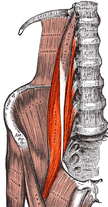 Psoas Major - Physiopedia