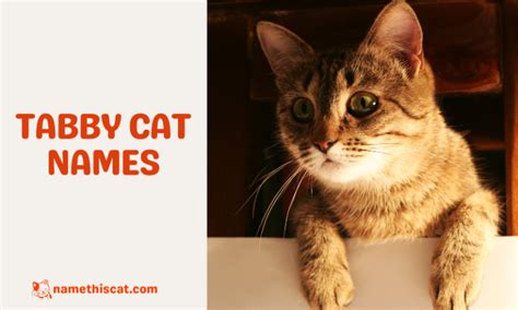 450 Tabby Cat Names for Your Colorful Kitten - Name This Cat - The Best ...