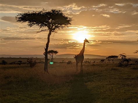 Every Reason Why A Conservancy Offers A Better Safari Experience In Kenya