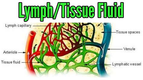 What Color Is Lymphatic Fluid