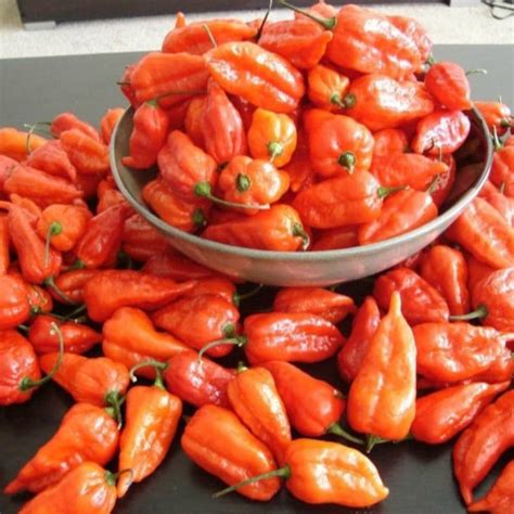 Ghost Pepper Seeds – USA SEED VILLAGE