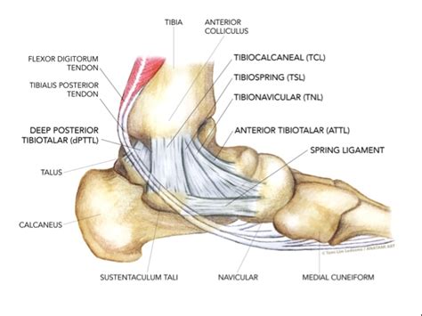 Sports Injury Bulletin - Anatomy - Uncommon injuries: the deltoid ligament