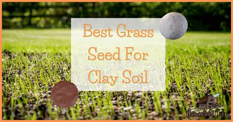 Best Grass Seed For Clay Soil