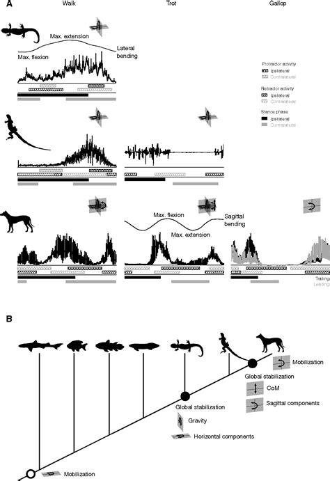 [PDF] Function of the epaxial muscles in walking, trotting and ...