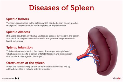 Spleen (Human Anatomy): Picture, Function, Diseases and More