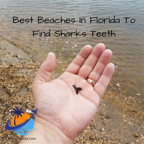 Best Beaches In Florida To Find Sharks Teeth - Travel for Women 50 ...