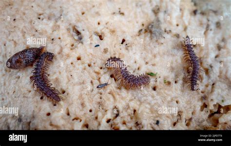 Millipede Larvae