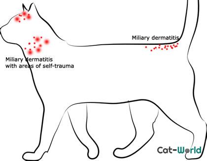 Common Types of Skin Disease in Cats | Cat-World