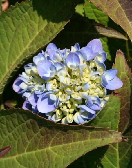 Hydrangea macrophylla ‘Bailmer (Endless Summer) - Moon Nurseries