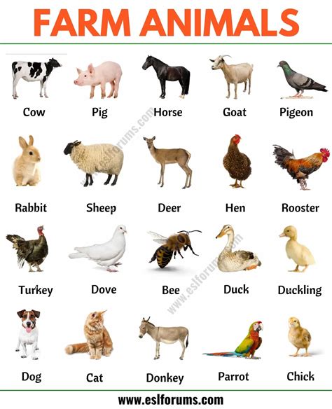 Farm Animals: List of 15+ Popular Farm/ Domestic Animals in English ...