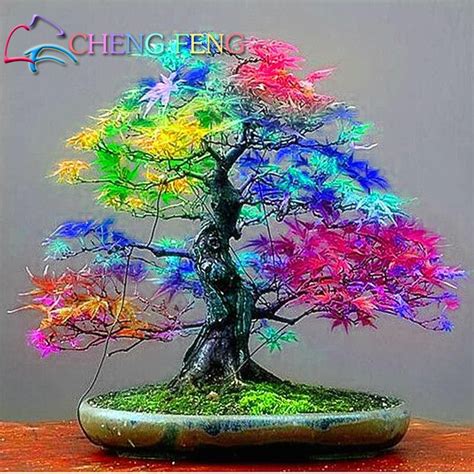 Garden & Patio Bonsai Plants, Seeds & Bulbs Purple Japanese Ghost Maple ...