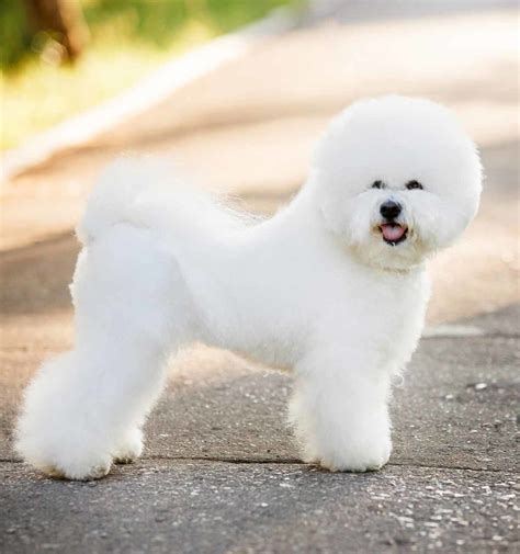 88+ Bichon Frise Size - l2sanpiero