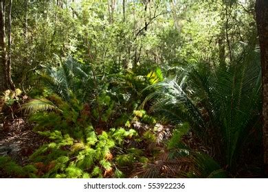 Rainforest On Fraser Island Australia Stock Photo 553922236 | Shutterstock