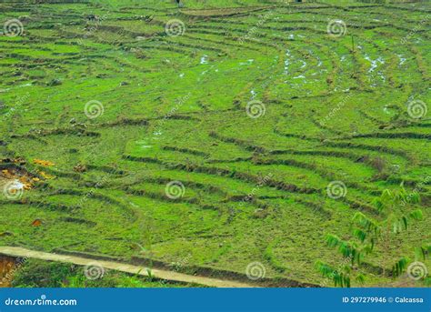 Sapa rice field terraces stock photo. Image of grows - 297279946