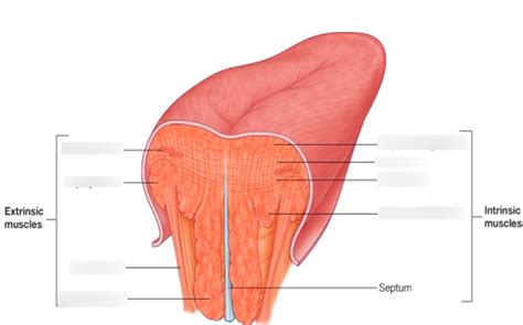 Intrinsic and Extrinsic Tongue Muscles Diagram | Quizlet