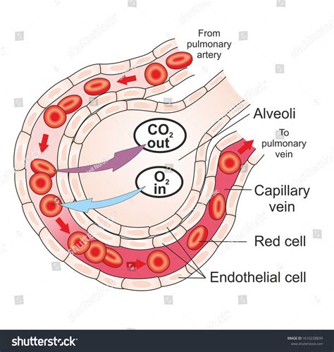 967 Pulmonary Alveolus Images, Stock Photos & Vectors | Shutterstock