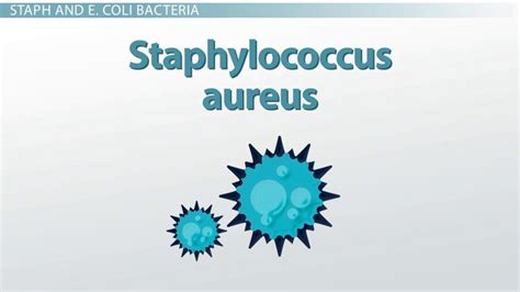 Pathogenic Bacteria | Overview, Types & Examples - Lesson | Study.com