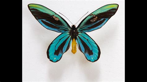 Queen Alexandra's birdwing - Alchetron, the free social encyclopedia