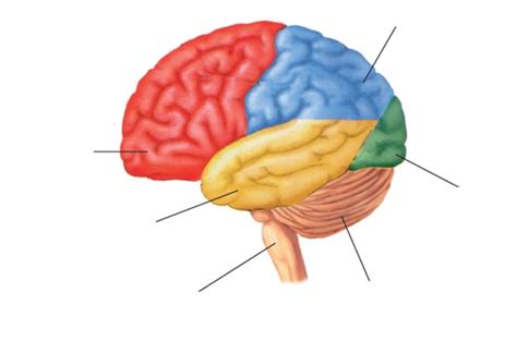 Anatomy Quiz 8: Cerebral Lobes Diagram | Quizlet