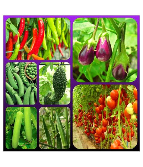 Buy Vegetable Seeds combo - 7 Variety - 65 + seed with Instruction ...