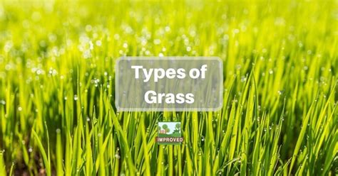 What Type Of Grass Should You Plant? - Yards Improved