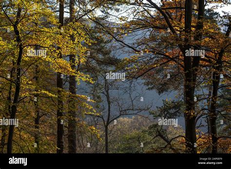 Lake District autumn colours #3 Stock Photo - Alamy