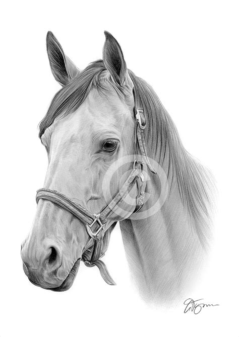 Pencil Drawing Horse Picture - pencildrawing2019