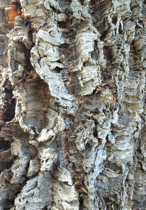 Cork Oak – Santa Barbara Beautiful