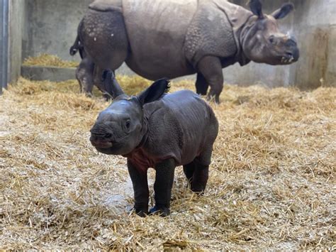 Denver Zoo Animals Are Missing Visitors During Its Coronavirus Closure