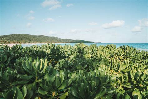 How to Get to Flamenco Beach, Culebra – TRVL Collective