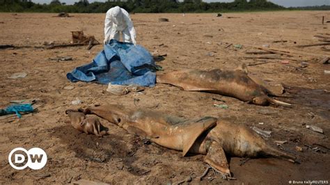 Scores of dolphins die in Amazon amid severe drought, heat – DW – 10/03 ...