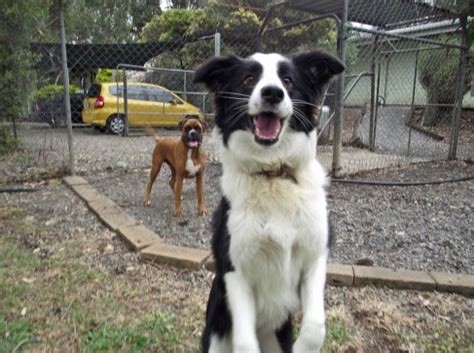 Dog Boarding Kennels Brisbane Southside | Alida's Pet Resort