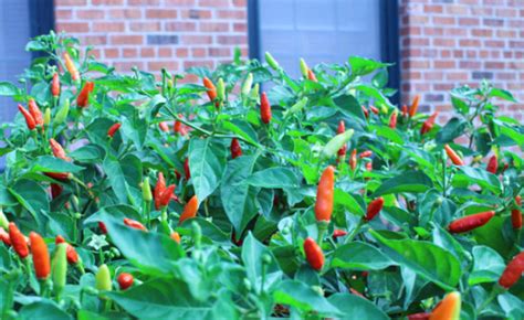 Tabasco Hot Pepper 10 Seeds | Super Hot Chiles