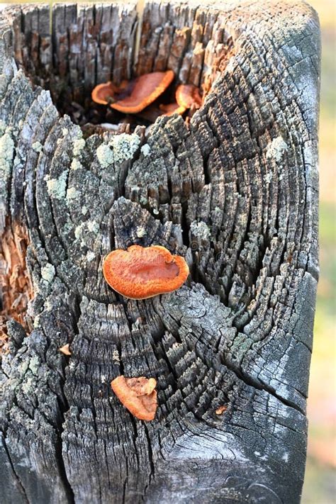 Orange Shelf Fungus on Wood Stock Photo - Image of wooden, fungi: 203749742