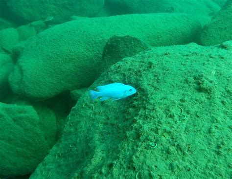 Scuba Diving Lake Malawi in 34 Underwater Photos