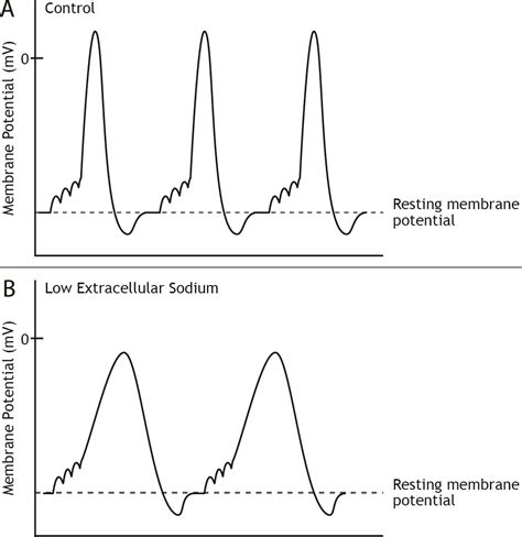 Action Potentials – Foundations of Neuroscience