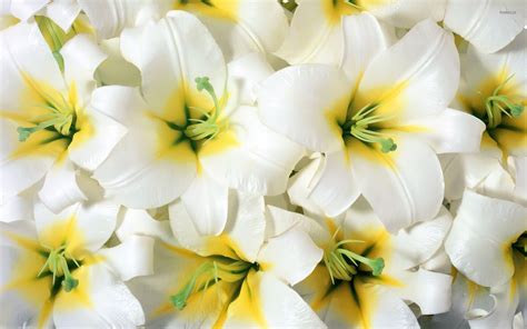 Pure white lilies wallpaper - Flower wallpapers - #54115