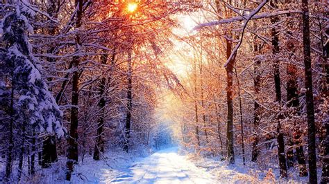 Snowy Forest Wallpapers - Wallpaper Cave