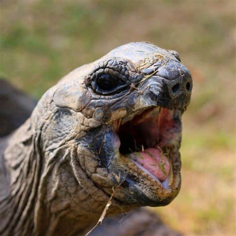 Aldabra Tortoise | Tulsa Zoo