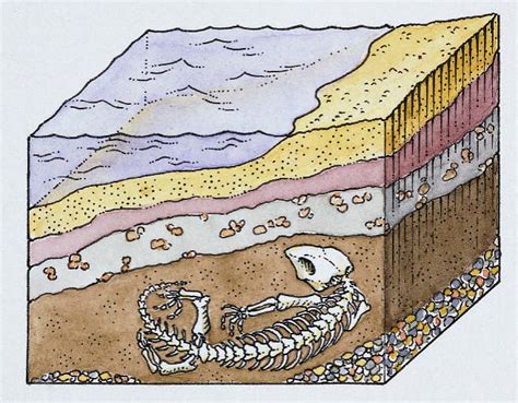 Why are sedimentary rocks the only rock type to contain fossils? | Socratic