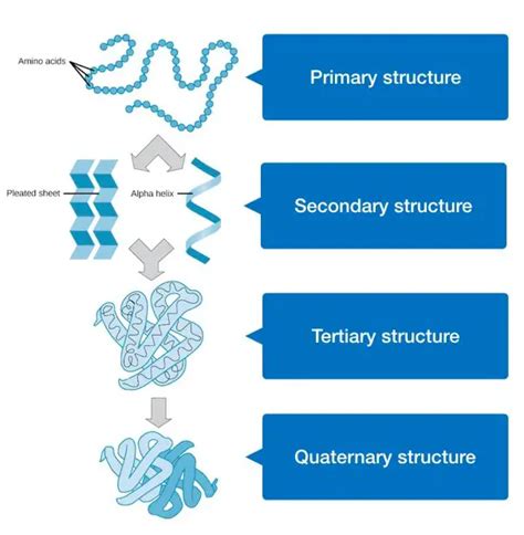 What are the levels of Protein Structure?