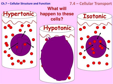 Hypertonic hypotonic isotonic simple diagrams - stormrep