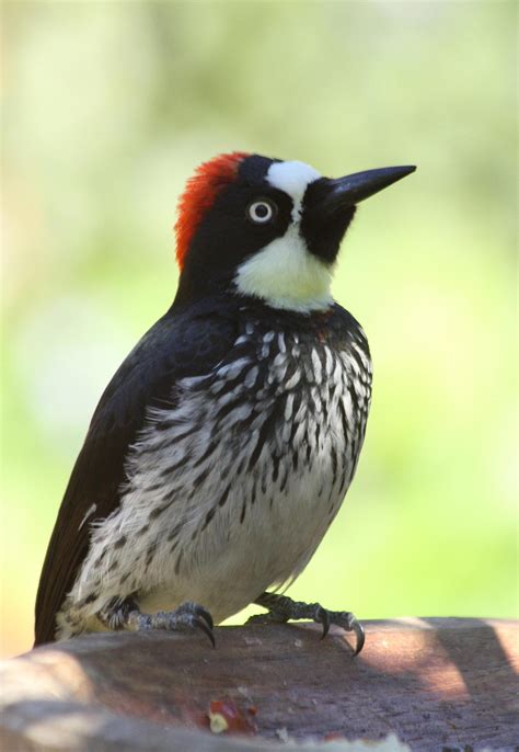 Acorn Woodpecker Wallpapers HD Download